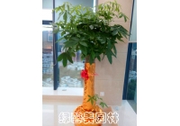 發(fā)財(cái)樹