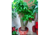 發(fā)財(cái)樹