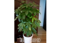 發(fā)財(cái)樹