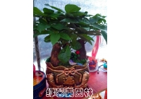 組合發(fā)財樹