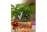 組合發(fā)財樹