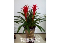 鴻運(yùn)當(dāng)頭