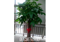 發(fā)財(cái)樹