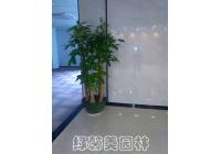 五枝發(fā)財(cái)樹(shù)