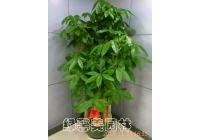 五枝發(fā)財(cái)樹(shù)