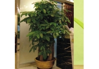 五枝發(fā)財(cái)樹(shù)